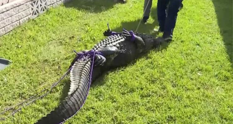 Latest News Gloria Serge Crocodile Full Video