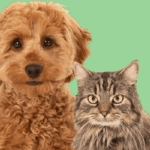 About general informatiol Pets Write for Us Guest Post