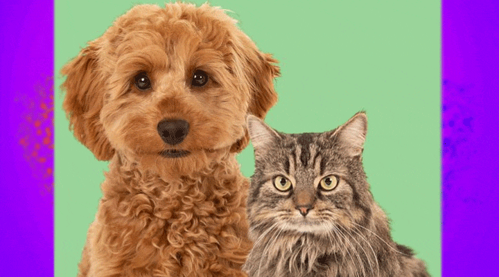 About general informatiol Pets Write for Us Guest Post